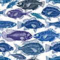 Vector seamless pattern with fishes, different species. Underwater life theme wallpaper, for use in graphic design. Royalty Free Stock Photo