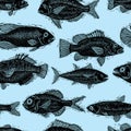 Vector seamless pattern with fishes, different species. Underwater life theme wallpaper, for use in graphic design. Royalty Free Stock Photo