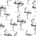 Vector seamless pattern. Flamingo birds. Ink pen drawing. Line art design. Hand drawn picture Royalty Free Stock Photo