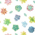 Vector seamless pattern of floral elements in a watercolor style. Succulents painted in watercolor Royalty Free Stock Photo