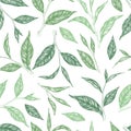 Vector seamless pattern with green hand drawn tea leaves and branches isolated on white background. Engraved style design for Royalty Free Stock Photo