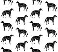 Vector seamless pattern of hand drawn Afghan hound Royalty Free Stock Photo