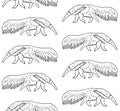 Vector seamless pattern of hand drawn anteater