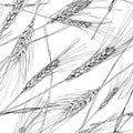 Vector seamless pattern with hand drawn ear of wheat. Black and white sketched illustration. Concept for agriculture.