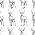 Vector seamless pattern with hand drawn forest deers. Background