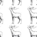 Vector seamless pattern with hand drawn forest deers. Background