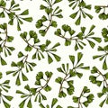 Hand drawn ginkgo pattern