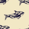 Vector seamless pattern with hand drawn killer whales sketch. Vintage background. Sealife illustration Royalty Free Stock Photo