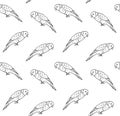 Vector seamless pattern of hand drawn lory parrot