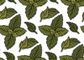 Vector seamless pattern with hand drawn mint leaves. Doodle peppermint texture on white background. Leaves backdrop Royalty Free Stock Photo
