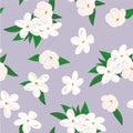Vector seamless pattern with jasmine flowers. on purple background