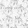 Vector seamless pattern with outline black Abutilon or Indian mallow flower and leaf on the white background. Floral background. Royalty Free Stock Photo