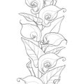 Vector seamless pattern with outline Calla lily flower or Zantedeschia.