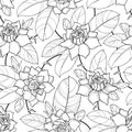 Vector seamless pattern with outline Gardenia. Ornate flower, bud and leaves in black on the white background. Royalty Free Stock Photo