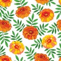 Vector seamless pattern with outline orange Tagetes or Marigold flower Royalty Free Stock Photo