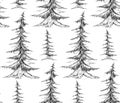 Vector seamless pattern with pencil sketch fir trees on a white background. Rustic forest background