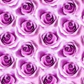 Vector seamless pattern with photorealistic pink roses.