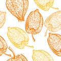 Seamless pattern with branches physalis. Skeleton winter cherry with berry vector seamless background.