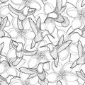 Vector seamless pattern with Plumeria flower and flying Hummingbird or Colibri in contour style on the white background.