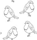 Vector seamless pattern of robin redbreast bird