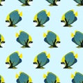 Vector seamless pattern from swim fish. Emperor angelfish Royalty Free Stock Photo
