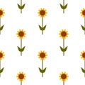 Vector seamless pattern with yellow sunflowers on white background. Royalty Free Stock Photo