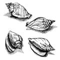 Vector seamless sketch of seashells isolated on white background.