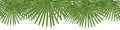 Vector seamless summer petticoat palm leaves on white background Royalty Free Stock Photo