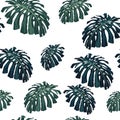 Vector seamless tropical pattern, vivid tropic foliage, with monstera leaves. White background. Royalty Free Stock Photo