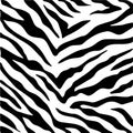 Vector of seamless white zebra pattern. Print Royalty Free Stock Photo