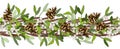 Vector seams border wreath with mistletoe, cones, branches isolated on white Royalty Free Stock Photo