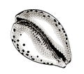 Vector seashell. Hand draw black and white clip art isolated on transparent background Royalty Free Stock Photo