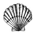 Vector Seashell. Hand drawn illustration of sea Shell on isolated background. Drawing of Scallop on outline style Royalty Free Stock Photo