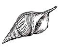 Vector seashell. Hand draw black and white clip art isolated on transparent background