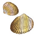 Vector seashell. Set. Hand draw colored clip art isolated on transparent background Royalty Free Stock Photo