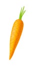 Vector semi realistic illustration of carrot