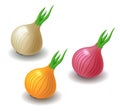 Vector semi realistic illustration of onion