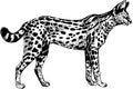 Vector serval wild cats illustration