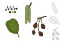 Vector set of alder tree elements isolated on white background. Royalty Free Stock Photo