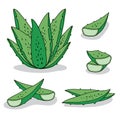 Vector set aloe vera hand drawn on white background Royalty Free Stock Photo