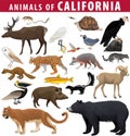 Vector set - animals of California