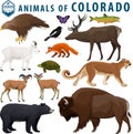 Vector set animals of Colorado