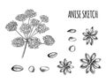 Vector Set of Anise Sketches: Aniseed and Flowers, Black Outline Drawing Isolated.