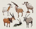 Vector set of antelopes, hand drawn sketch of animals Royalty Free Stock Photo