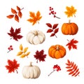 Set of autumn design elements. Autumn leaves and pumpkins. Vector illustration. Royalty Free Stock Photo