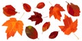 Vector set of autumn maple and appletree leaves
