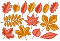 Vector set of Autumn Leaves