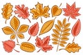 Vector set of Autumn Leaves