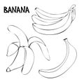 Vector set with bananas: bunch of bananas, unpeeled banana, peeled banana. Royalty Free Stock Photo