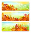 Vector set. Banner, template with autumn, colorful leaves. Element for modern design Royalty Free Stock Photo